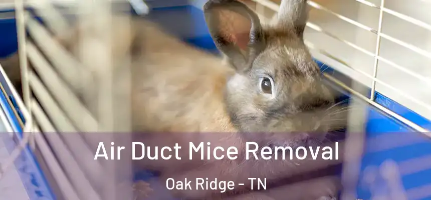  Air Duct Mice Removal Oak Ridge - TN