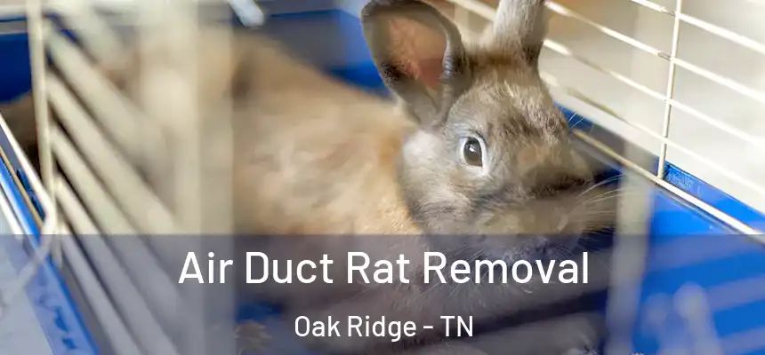  Air Duct Rat Removal Oak Ridge - TN