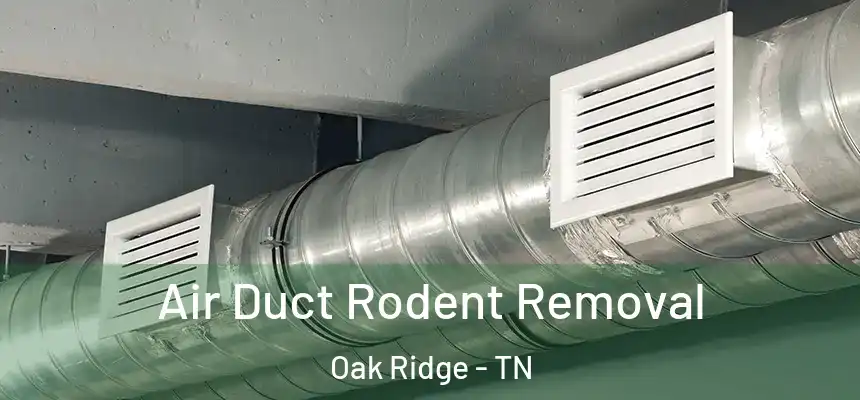 Air Duct Rodent Removal Oak Ridge - TN