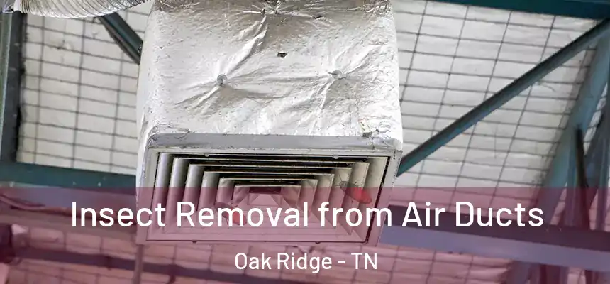  Insect Removal from Air Ducts Oak Ridge - TN